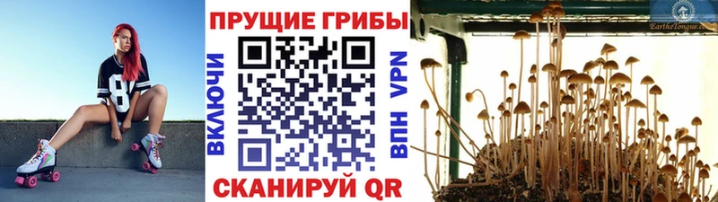 Галлюциногенные грибы Psilocybe  darknet состав  Дедовск  продажа наркотиков 